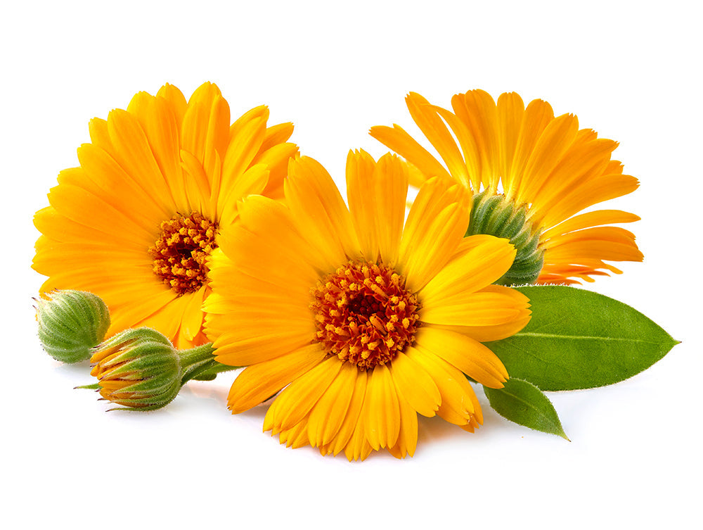 5 Natural Ingredients That You’ll Find In an Effective Foot Cream